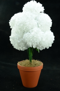 White Carnation-Mum Bush x12  (Lot of 1) SALE ITEM